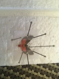 Barnes' Lichen Moth thumbnail 2