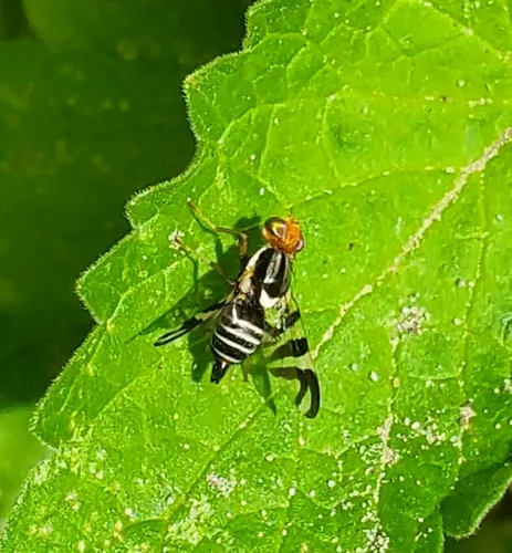 Rhagoletis striatella