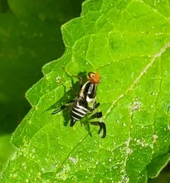 Rhagoletis striatella thumbnail 1