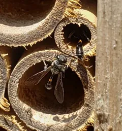 Trypoxylon collinum thumbnail 2