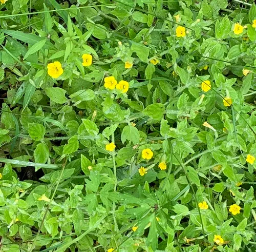 musk monkeyflower