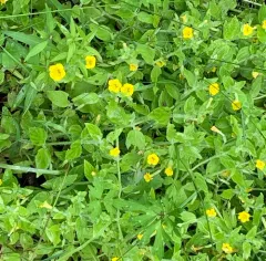 musk monkeyflower thumbnail 1