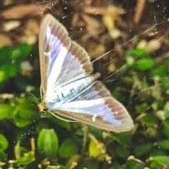 Box Tree Moth thumbnail 2