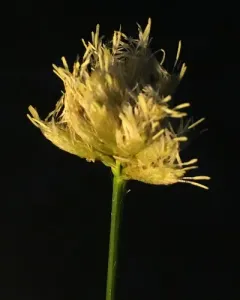 fringed cottongrass thumbnail 3