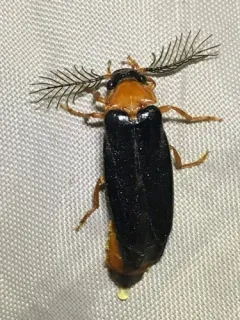 Western Banded Glowworm thumbnail 2