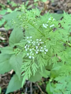Fool's parsley thumbnail 2
