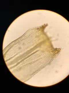 Dense Rock Moss thumbnail 3