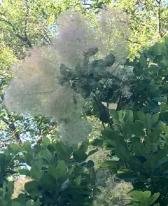 Smokebush thumbnail 2