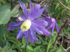 Alpine Clematis thumbnail 2