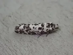 Retinia burkeana thumbnail 1