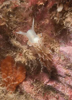 Hymedesmia canadensis thumbnail 2