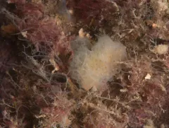 Aplidium glabrum thumbnail 3