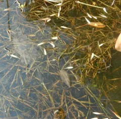 eel-grass pondweed thumbnail 3