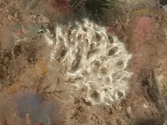 Filigree Worm thumbnail 2