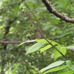 Little Wood Satyr thumbnail 2