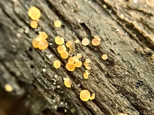 Orbilia luteorubella