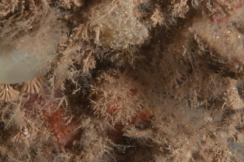 cactus sea squirt