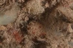 cactus sea squirt thumbnail 1