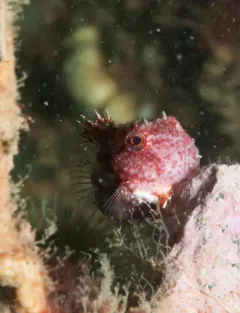 Newfoundland Spiny Lumpsucker thumbnail 4