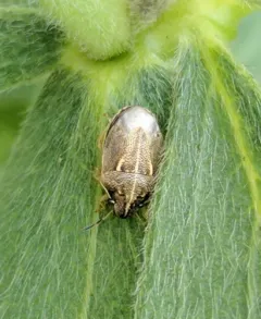 Neottiglossa undata thumbnail 3