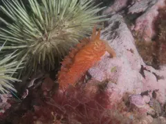 Ziminella salmonacea thumbnail 3