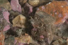 Gonactinia prolifera thumbnail 3