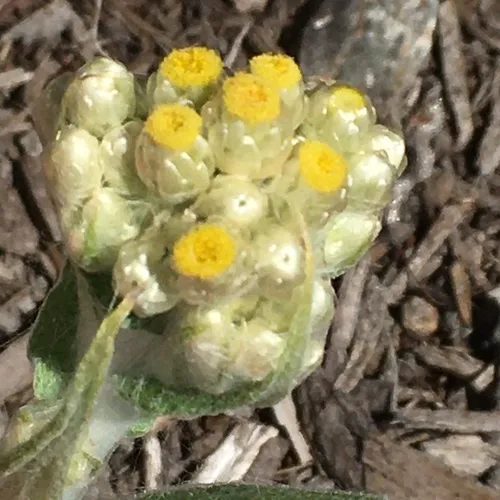 cottonbatting plant
