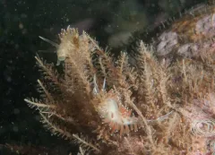 horsetail hydroid thumbnail 2
