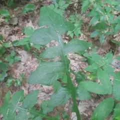 tall blue lettuce thumbnail 4