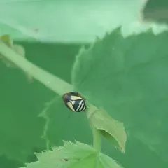 Dogwood Spittlebug thumbnail 2