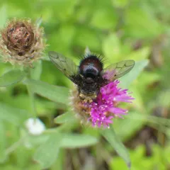 Pararchytas decisus thumbnail 1