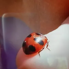 Mountain Lady Beetle thumbnail 2