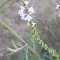 Narrowleaf Vervain thumbnail 3