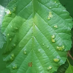 Alder erineum mite thumbnail 3