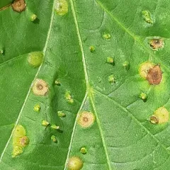 Red Nail Gall Mite thumbnail 4