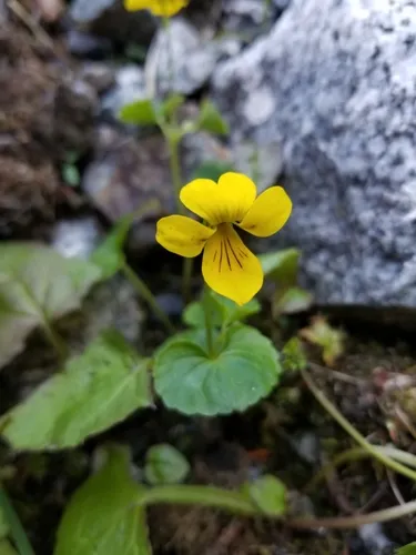 Twoflower Violet