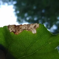 Sumitrosis rosea thumbnail 1