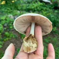 Silky Rosegill thumbnail 2