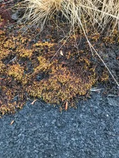 Turgid Scorpion Moss thumbnail 3