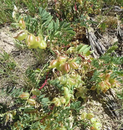 Freckled Milkvetch