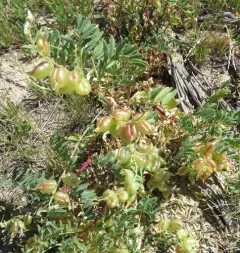Freckled Milkvetch thumbnail 1