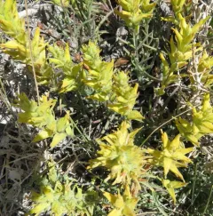yellow paintbrush thumbnail 2