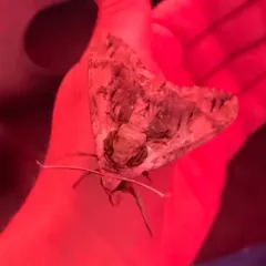 Elm Sphinx thumbnail 3
