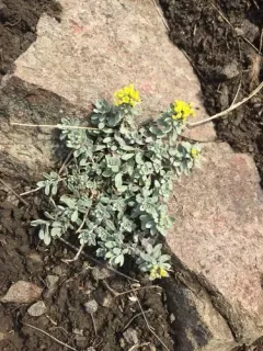 American Alyssum thumbnail 2