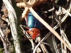 Freckle-necked Kuschelina thumbnail 4