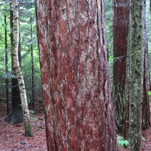 red pine