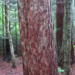 red pine thumbnail 1