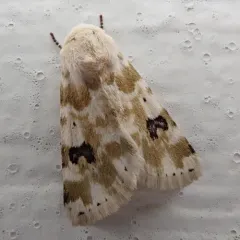 Goldenrod Flower Moth thumbnail 3