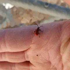 Lily Leaf Beetle thumbnail 3