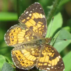 Silvery Checkerspot thumbnail 4